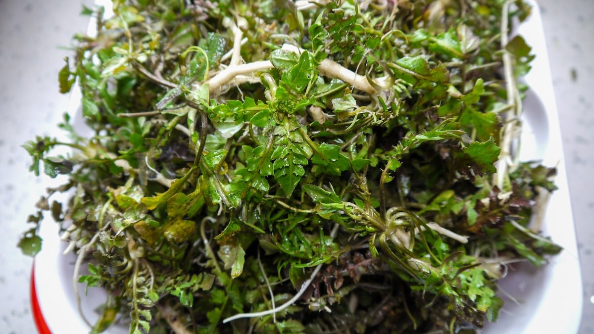 jicai, 荠菜